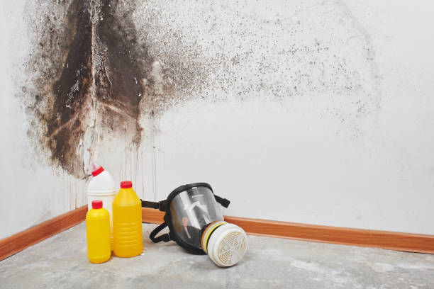Best Crawl Space Mold Removal  in Red Lick, TX
