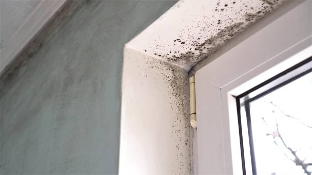 Best Black Mold Removal  in Red Lick, TX