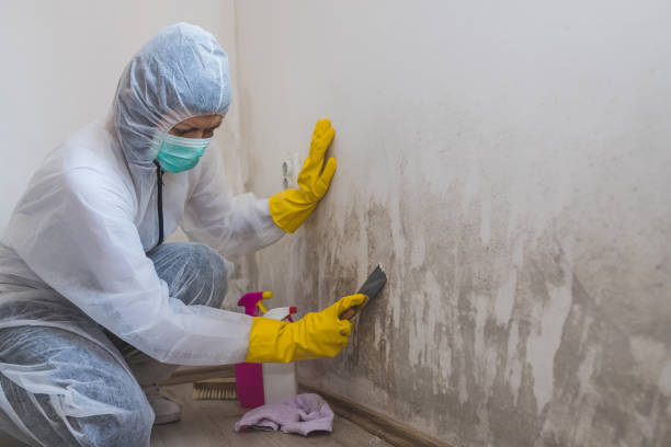 Best Best Mold Removal Companies  in Red Lick, TX