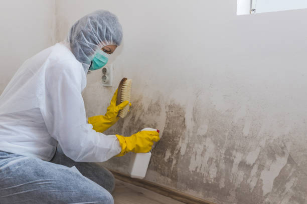 Crawl Space Mold Removal in Red Lick, TX