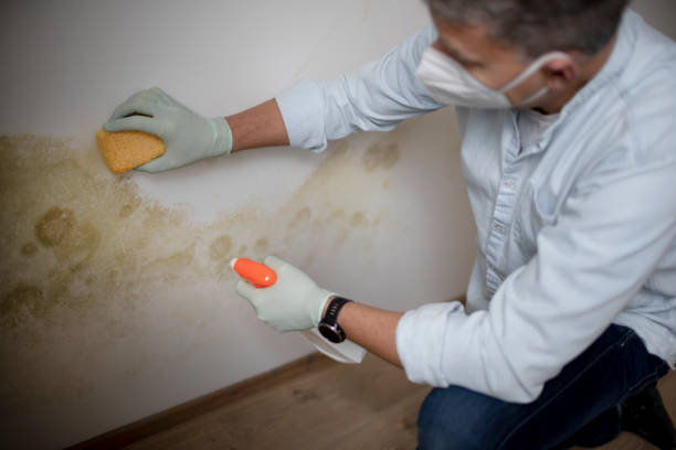Best Office Mold Removal Services  in Red Lick, TX