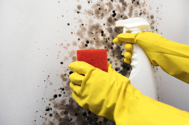 Best Professional Mold Removal  in Red Lick, TX