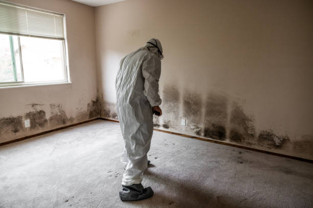 Best Affordable Mold Removal  in Red Lick, TX