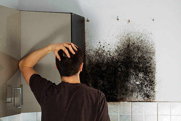 Best Residential Mold Removal  in Red Lick, TX